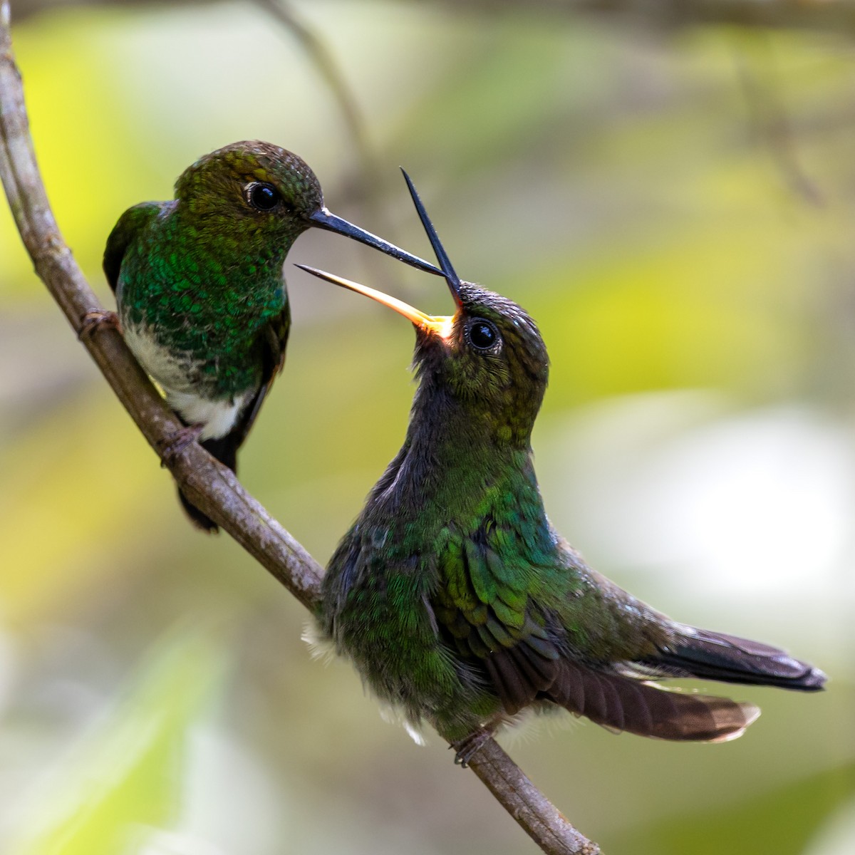 Greenish Puffleg - ML636102380