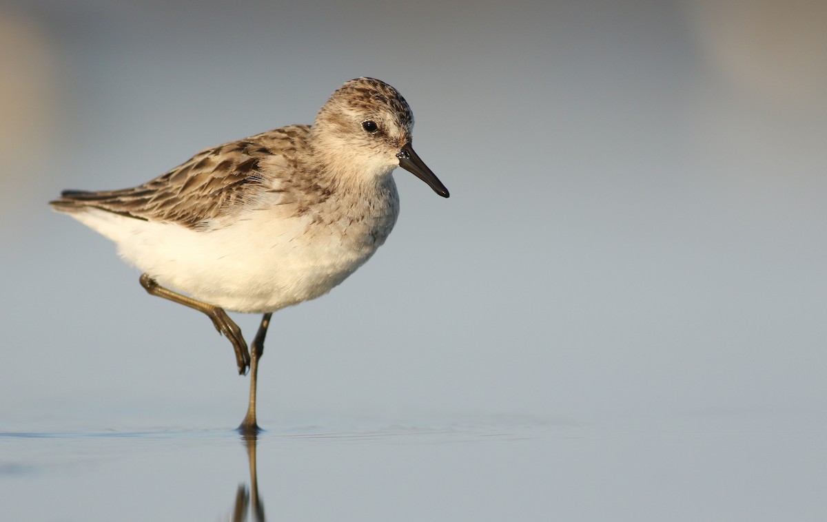 Semipalmated Sandpiper - ML63610251