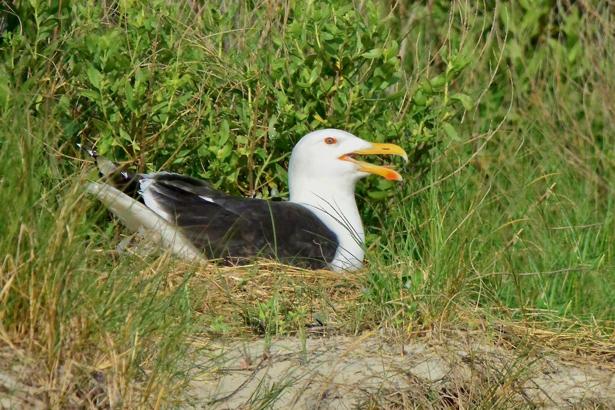 Great Black-backed Gull - Seth Honig