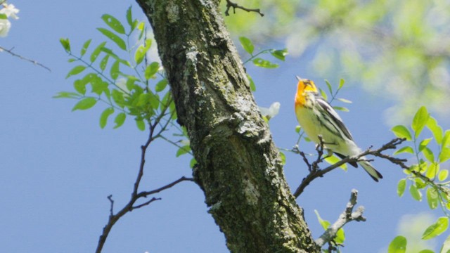 Blackburnian Warbler - ML636102905