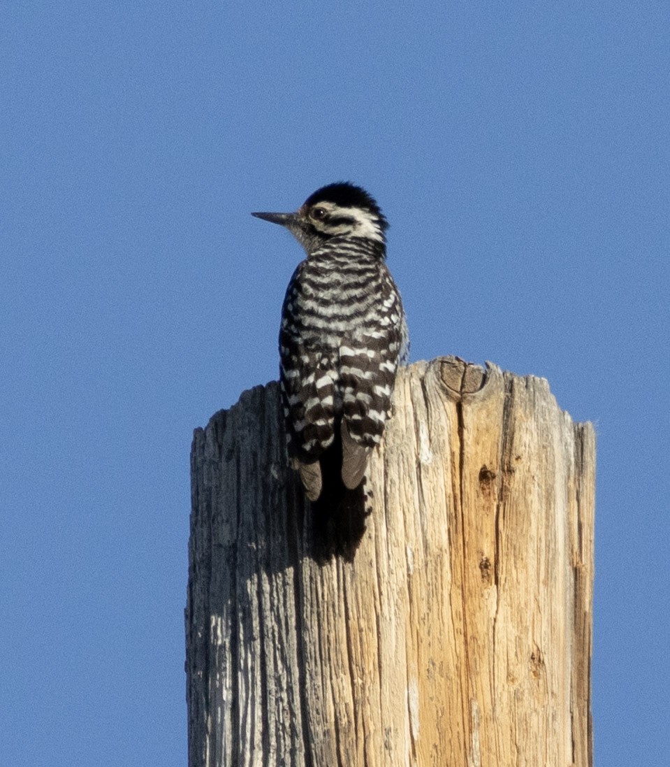 Ladder-backed Woodpecker - ML636102916