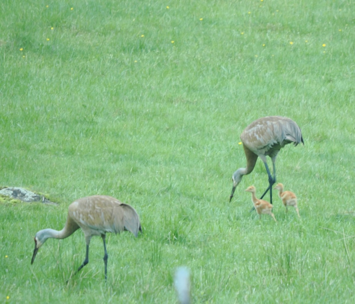 沙丘鶴 - ML636103126