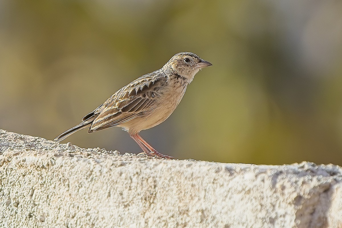 Singing Bushlark (Australasian) - ML636103187