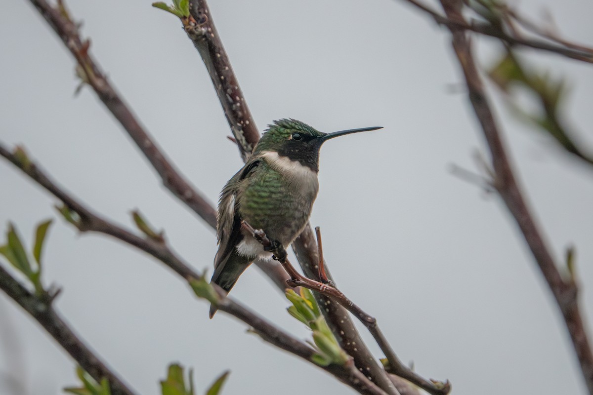 Ruby-throated Hummingbird - ML636103189
