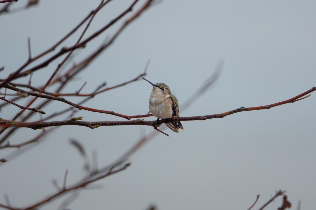 Ruby-throated Hummingbird - ML636103197