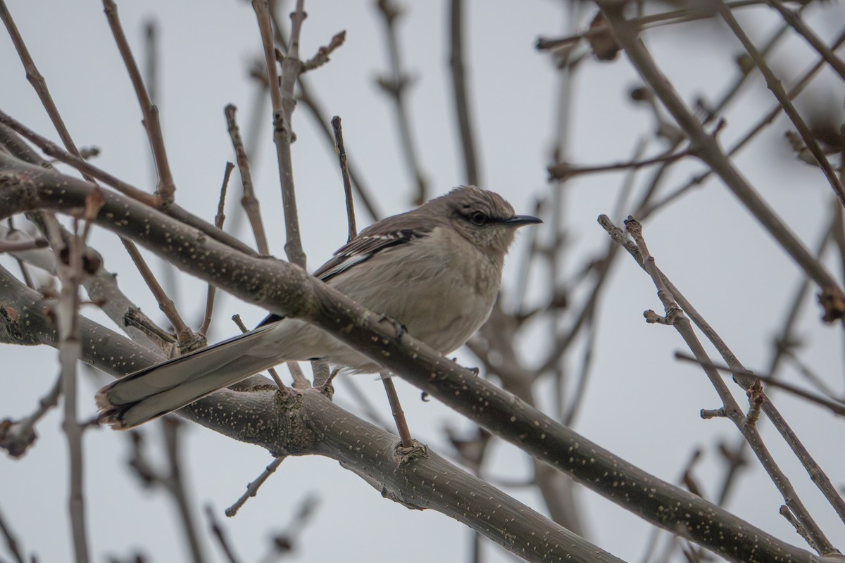 Northern Mockingbird - ML636103201