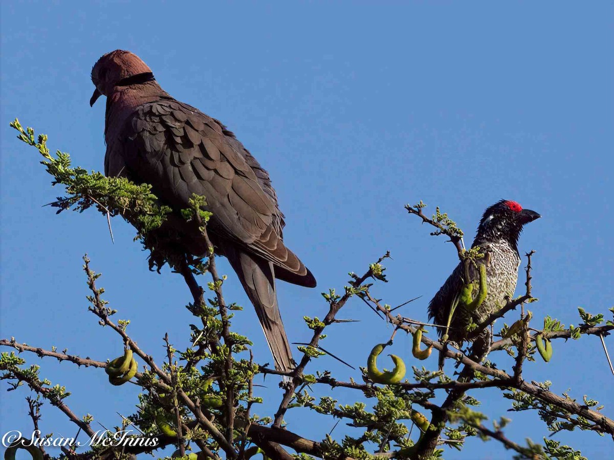 Red-eyed Dove - ML636103214