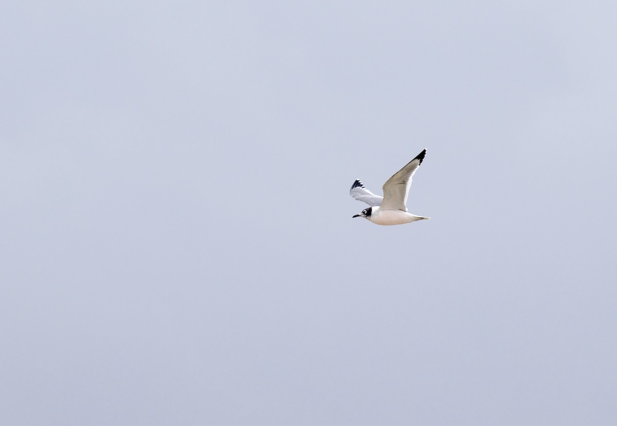 Mouette de Franklin - ML636103220