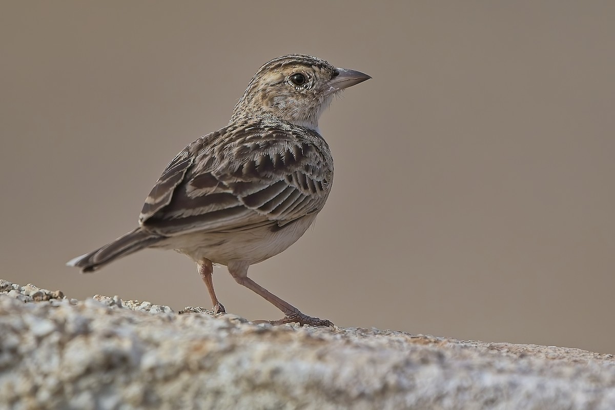 Singing Bushlark (Australasian) - ML636103247