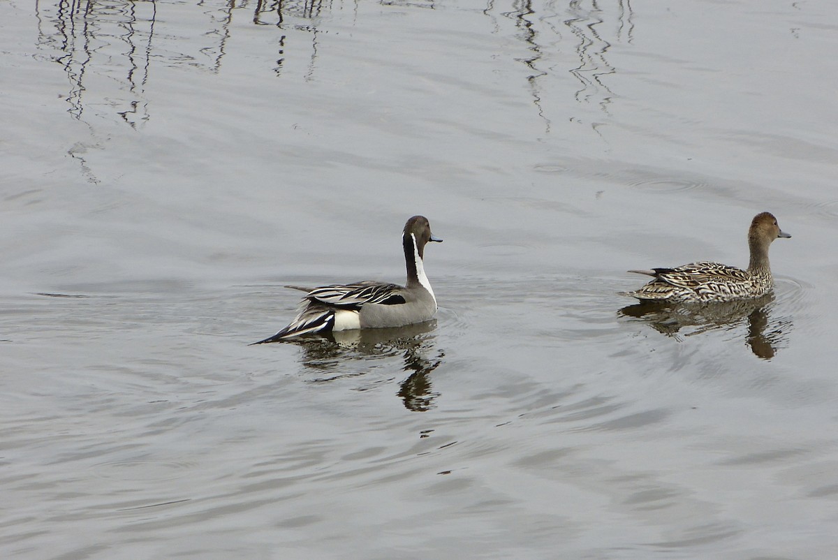 ברווז חד-זנב - ML636103250