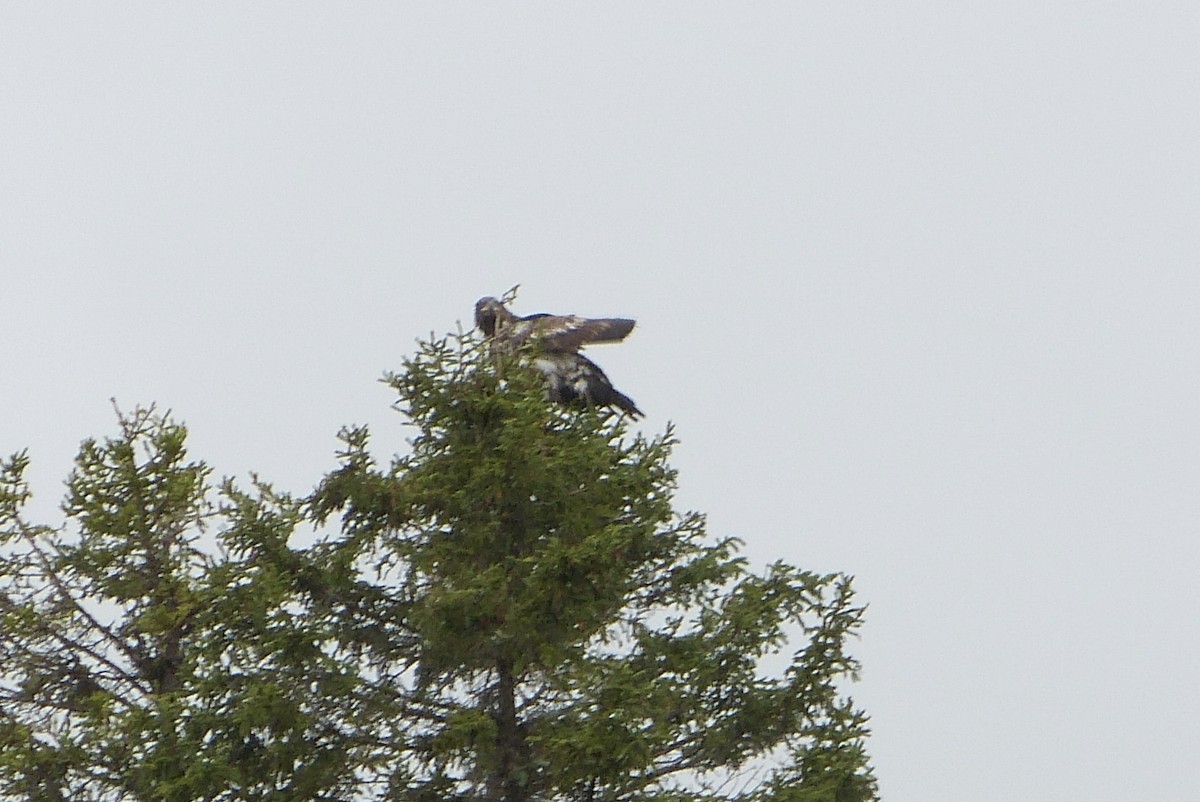 עיטם לבן-ראש - ML636103271