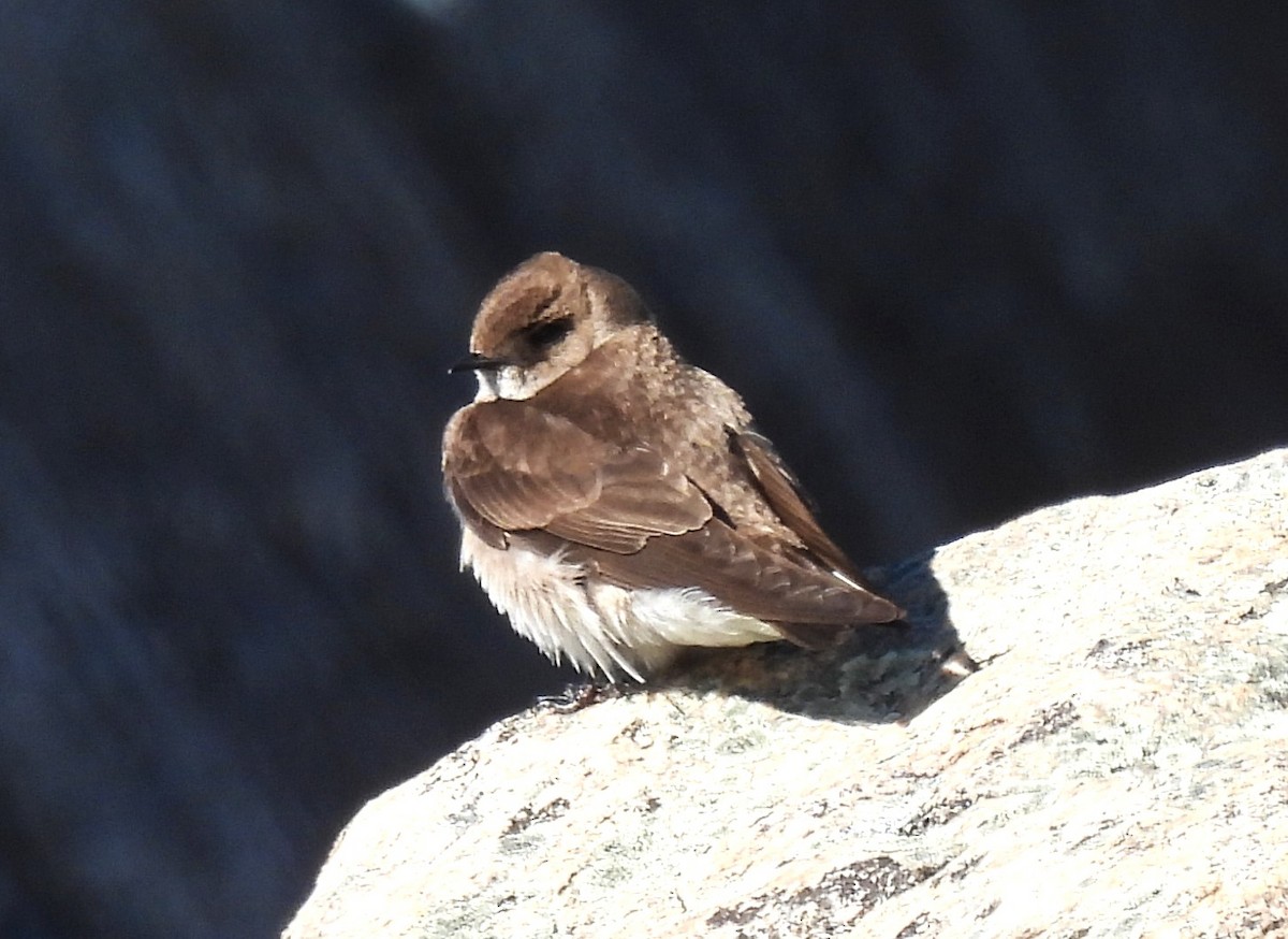 Northern Rough-winged Swallow - ML636103439
