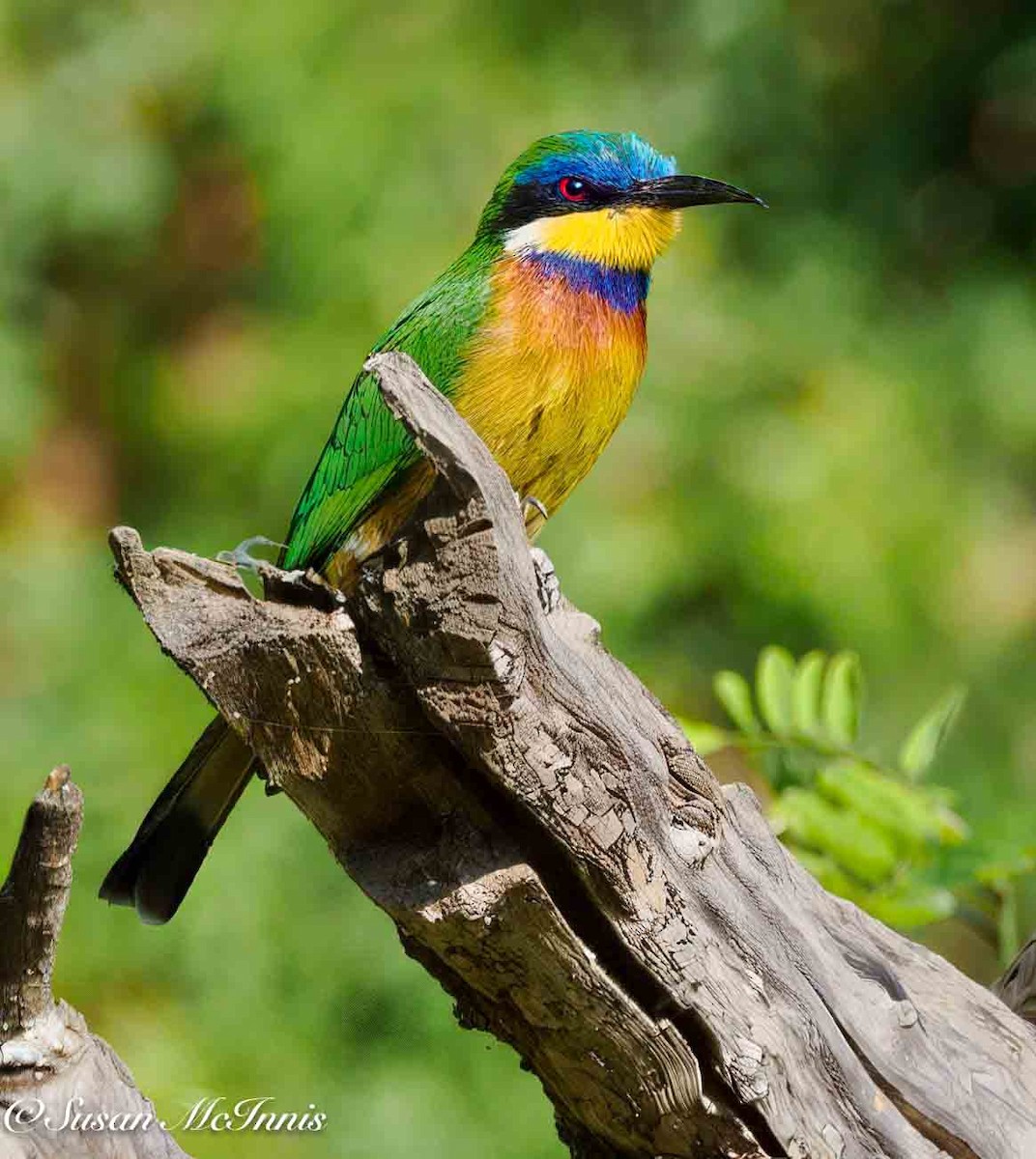 Ethiopian Bee-eater - ML636103465