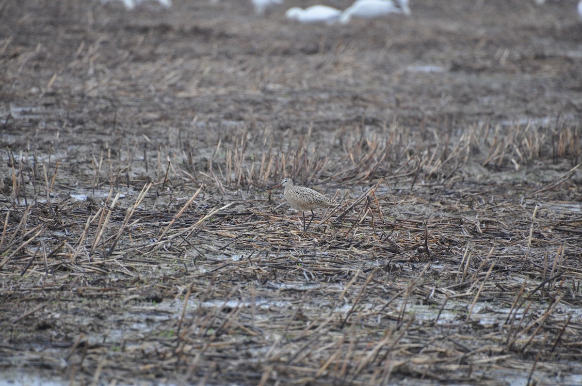 břehouš velký - ML636103569