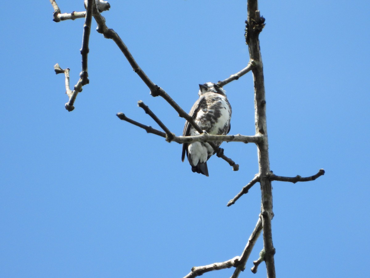 White-browed Purpletuft - ML636103597