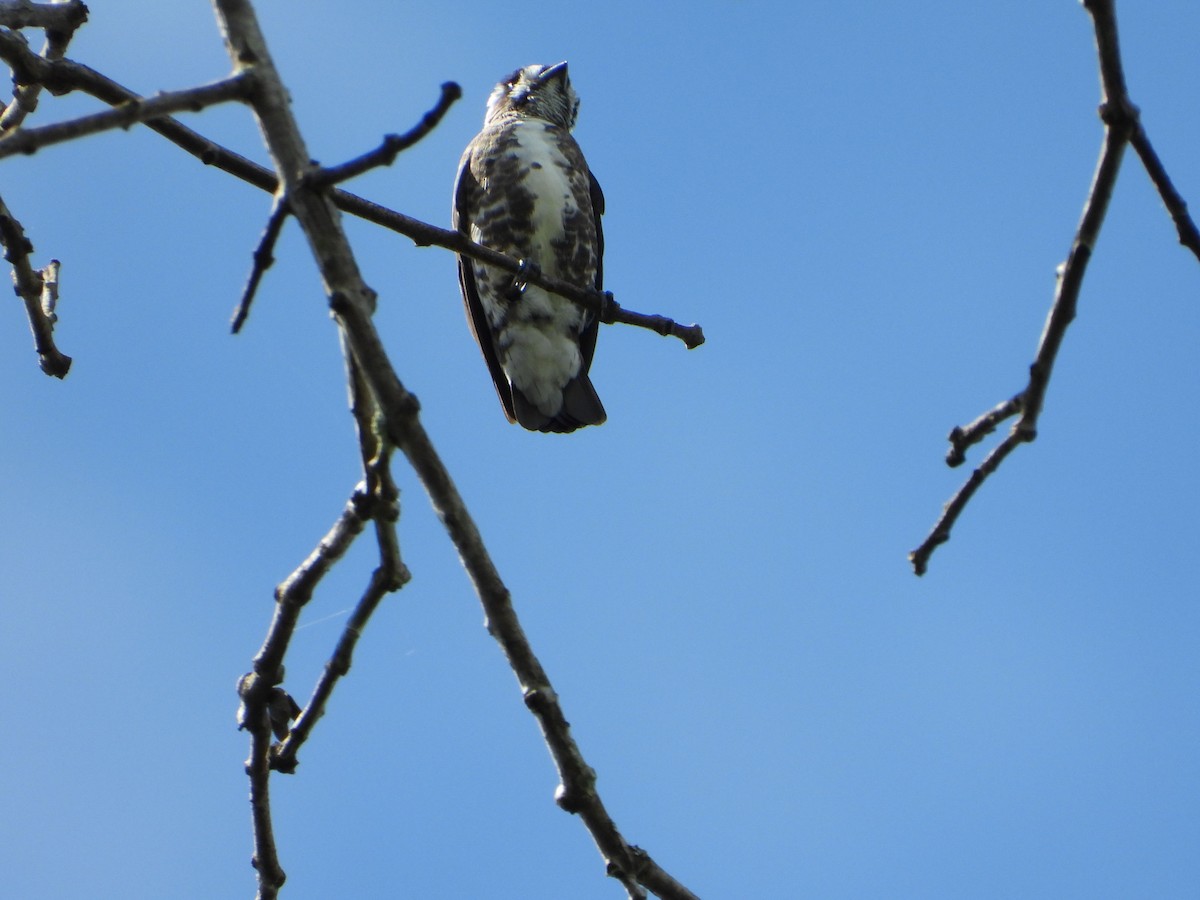 White-browed Purpletuft - ML636103598