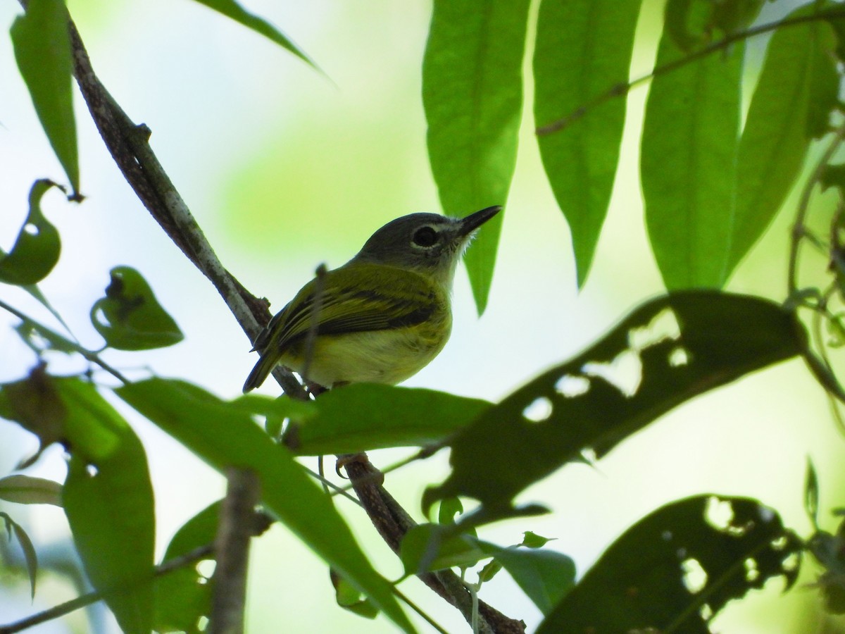 Short-tailed Pygmy-Tyrant - ML636103609