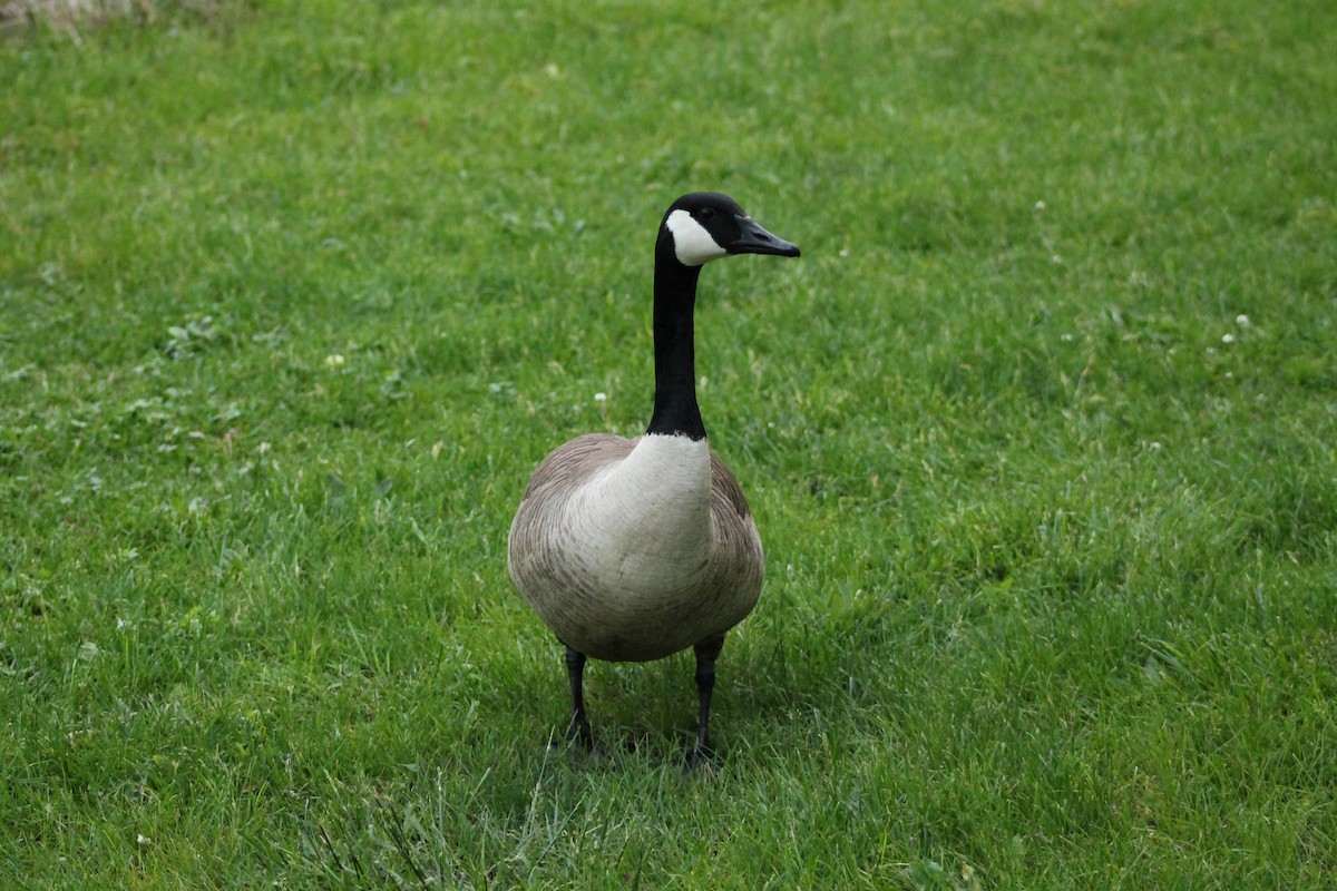 Canada Goose - ML636103722