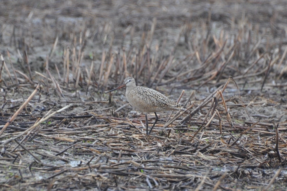břehouš velký - ML636103751