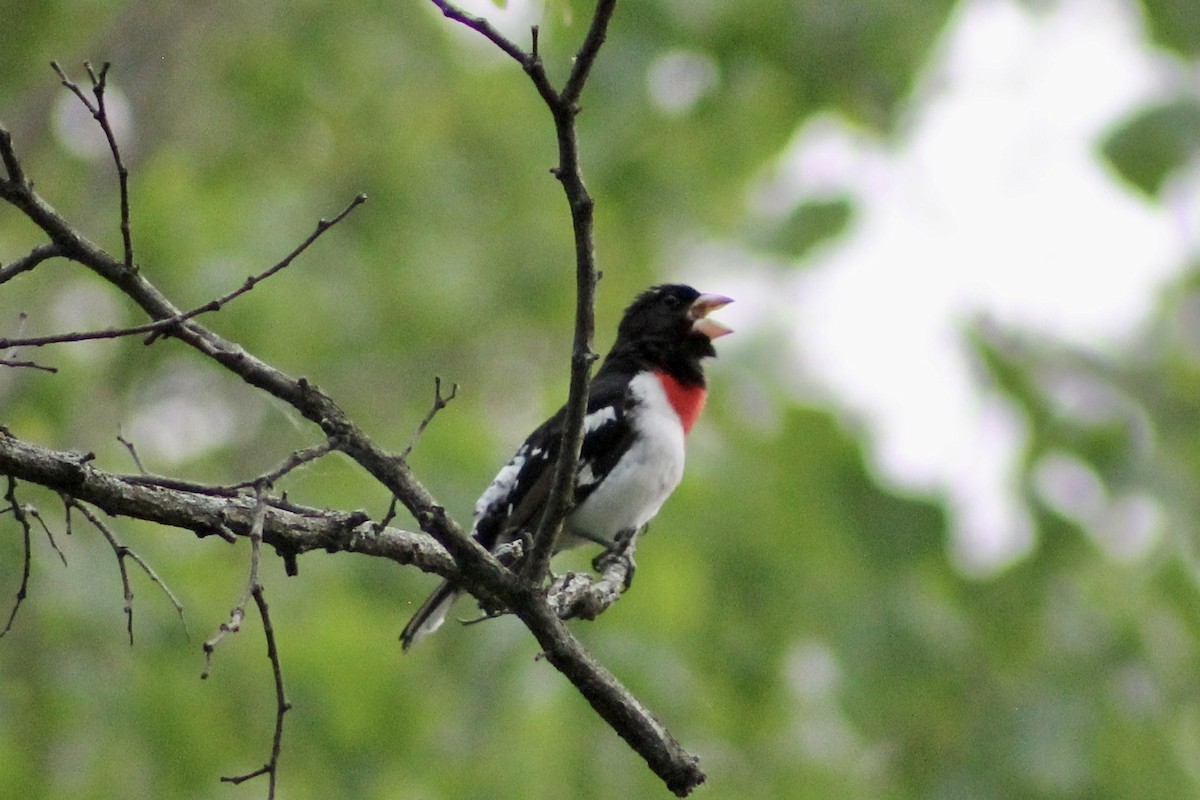 Rose-breasted Grosbeak - ML636104136