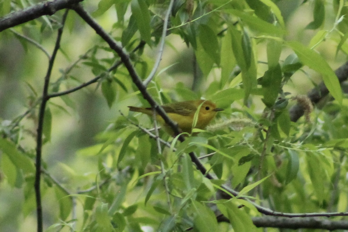Yellow Warbler - ML636104153