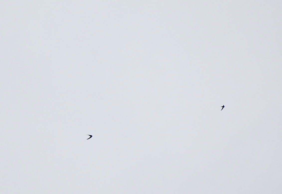 Great Swallow-tailed Swift - ML636104179