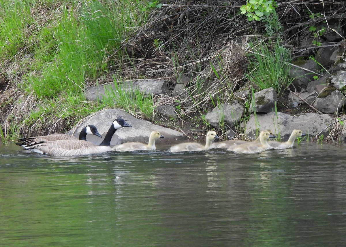 Branta kanadar handia - ML636104209