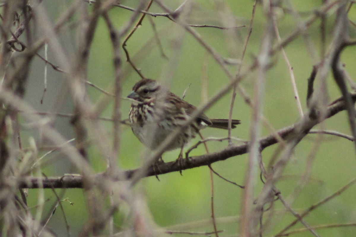 Song Sparrow - ML636104237