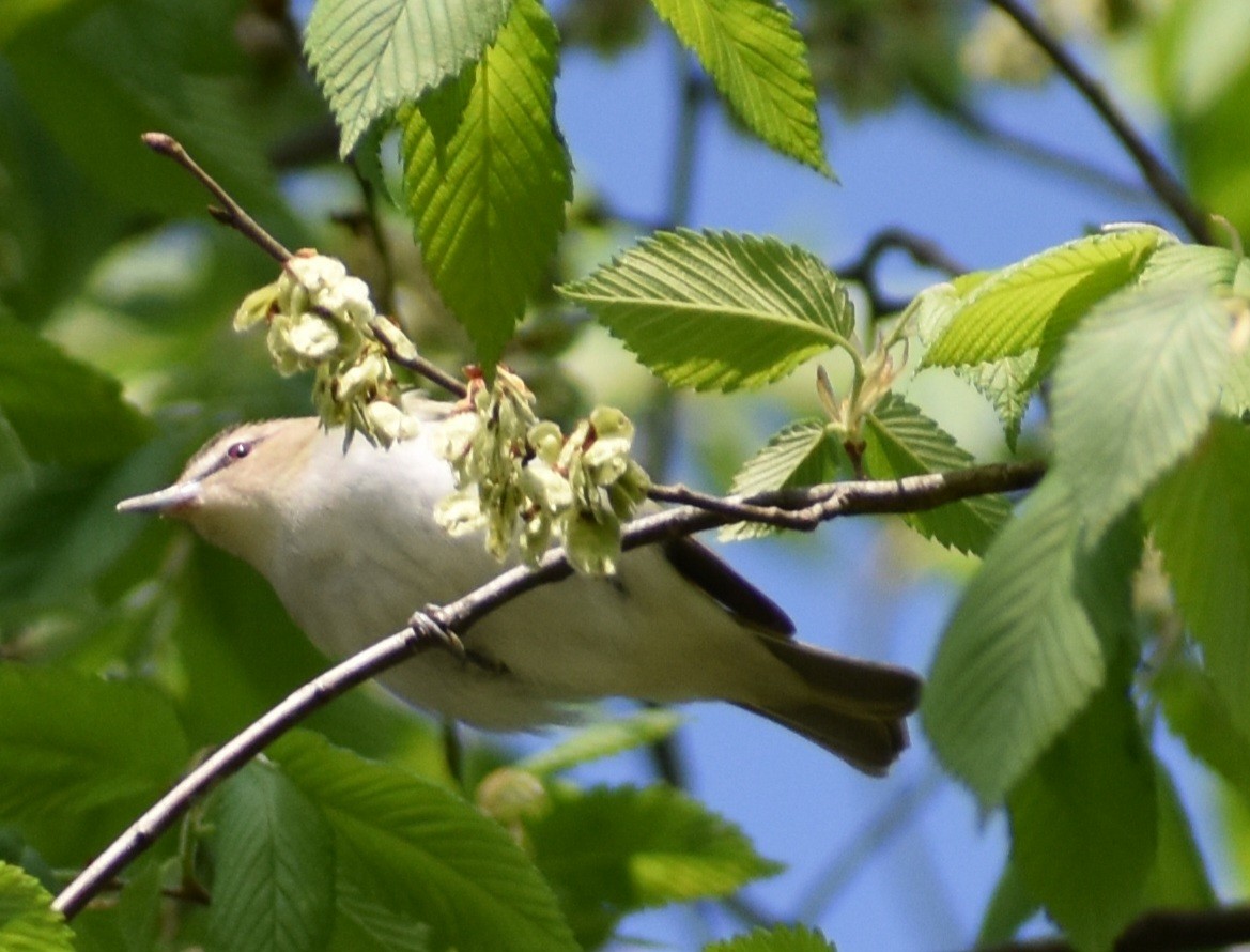 Red-eyed Vireo - ML636104251
