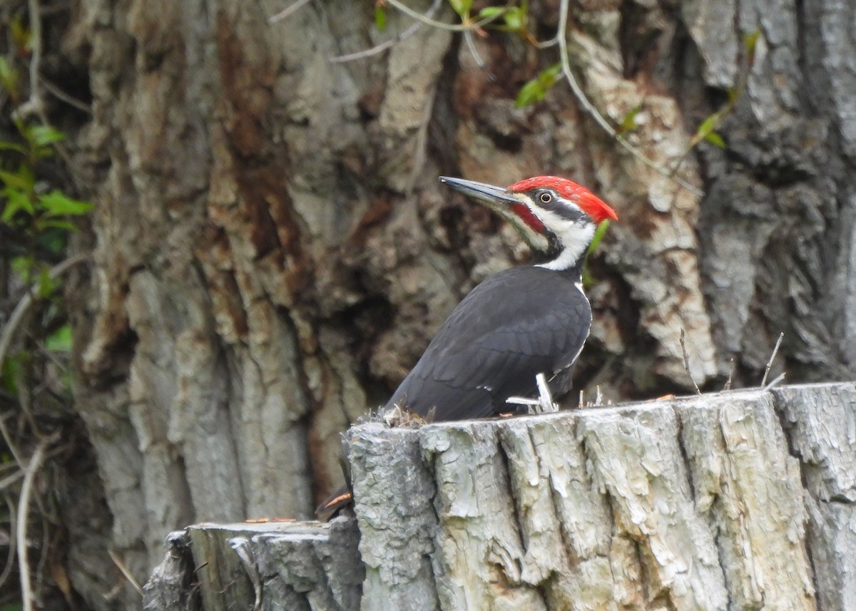Pileated Woodpecker - ML636104290