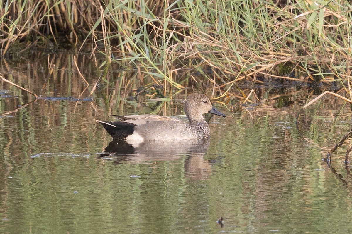 Gadwall - ML636104334