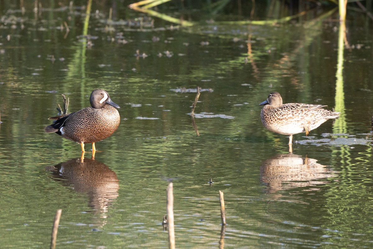 Blue-winged Teal - ML636104520