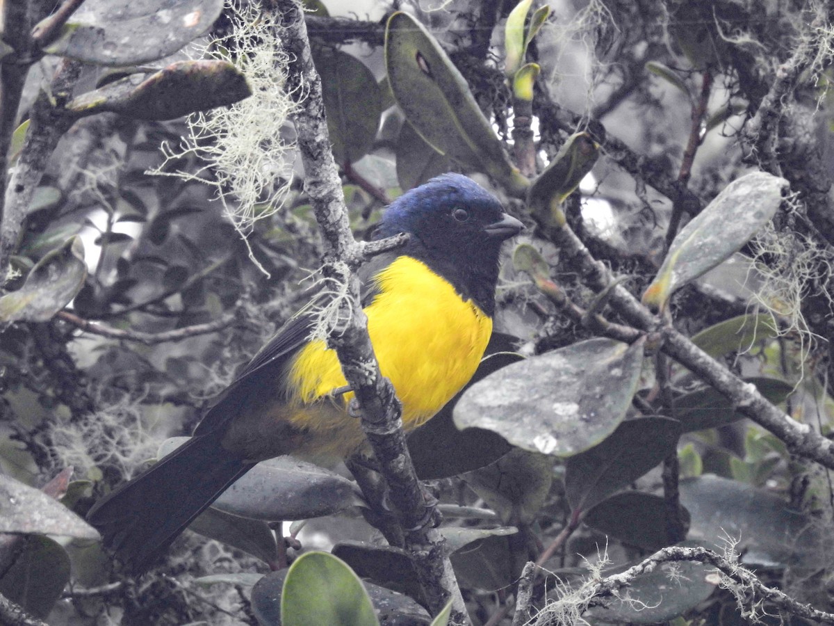 Black-chested Mountain Tanager - ML636104522
