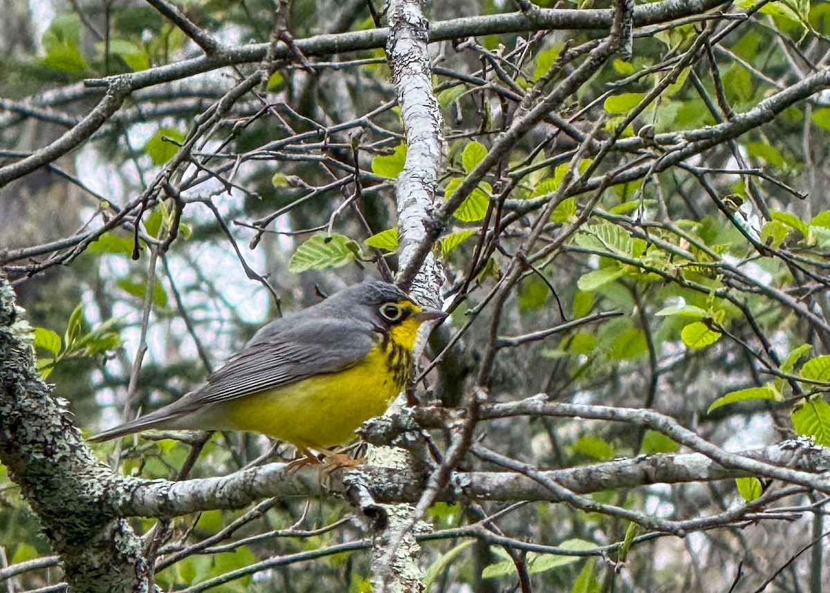 Canada Warbler - ML636104529