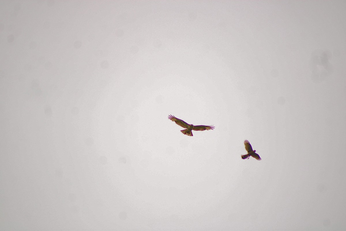 Red-tailed Hawk - ML636104532