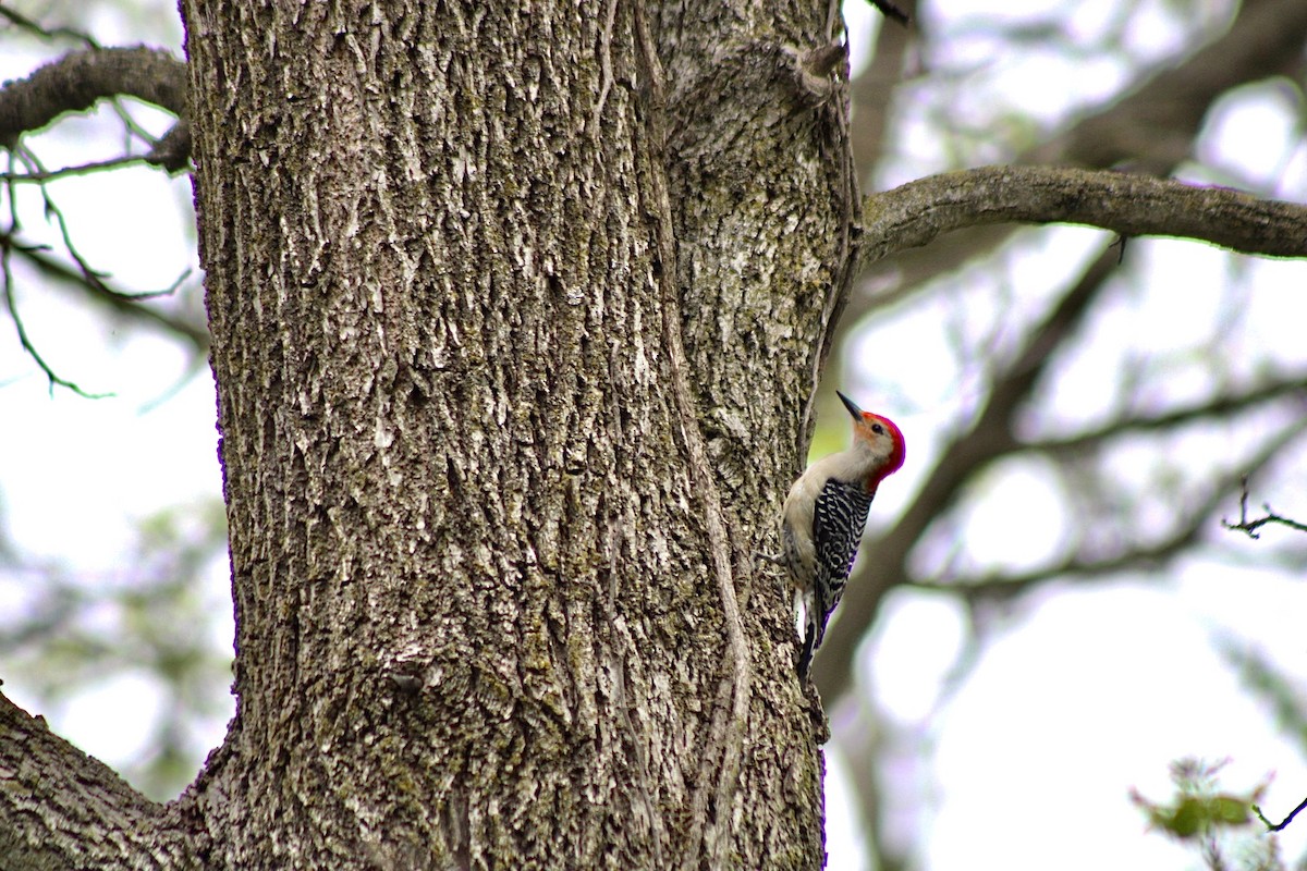Red-bellied Woodpecker - ML636104542