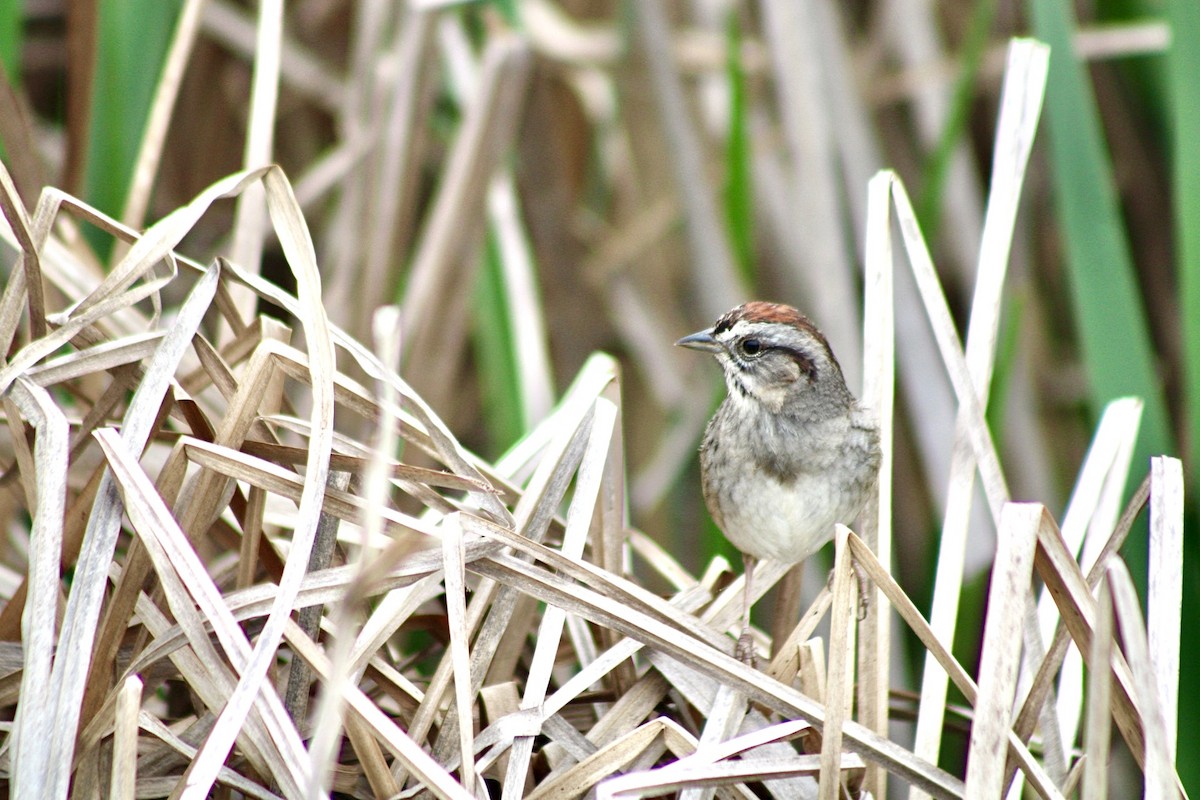 Swamp Sparrow - ML636104552
