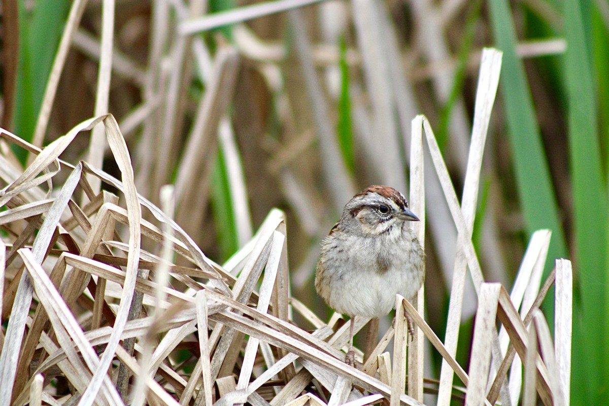 Swamp Sparrow - ML636104553