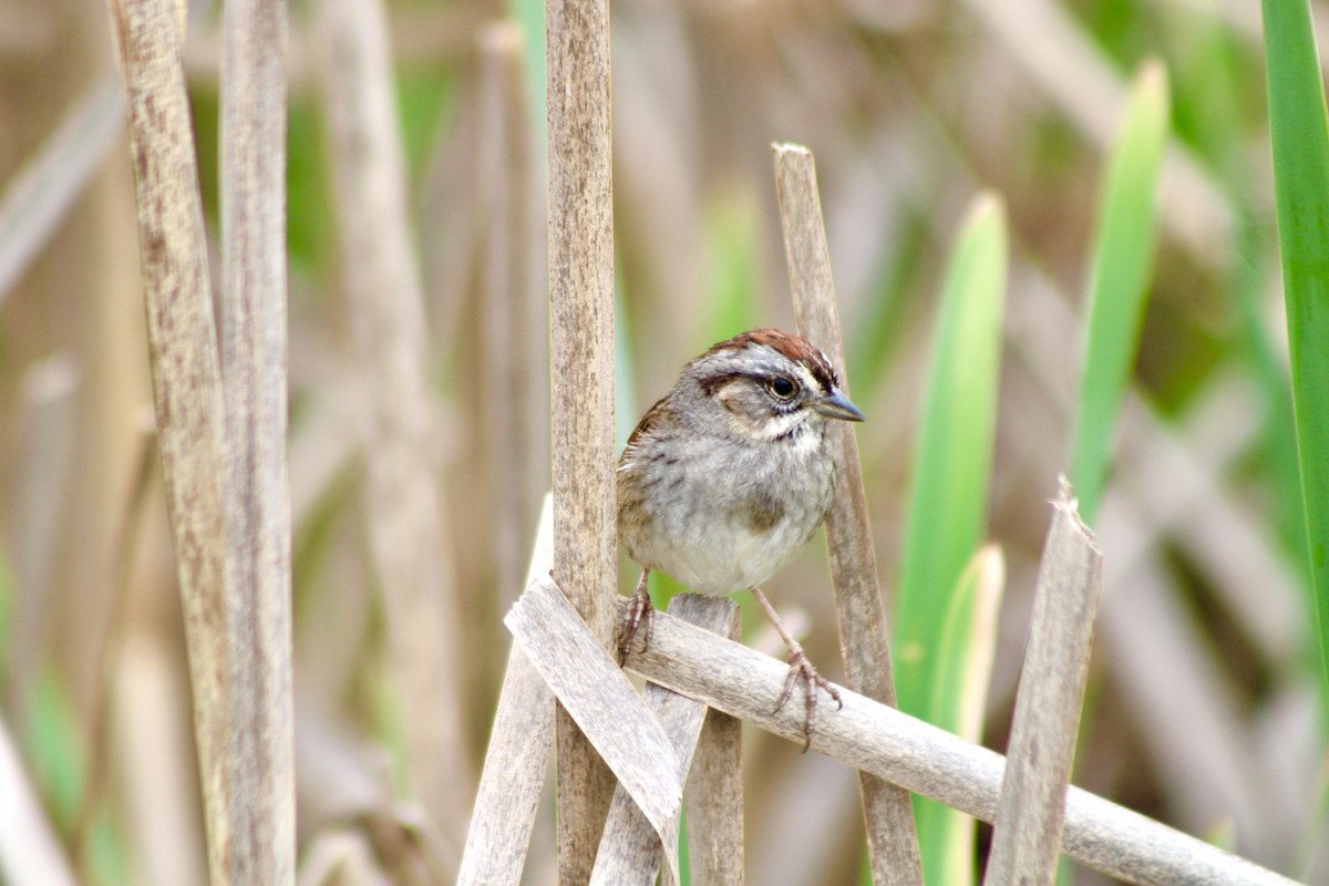 Swamp Sparrow - ML636104554