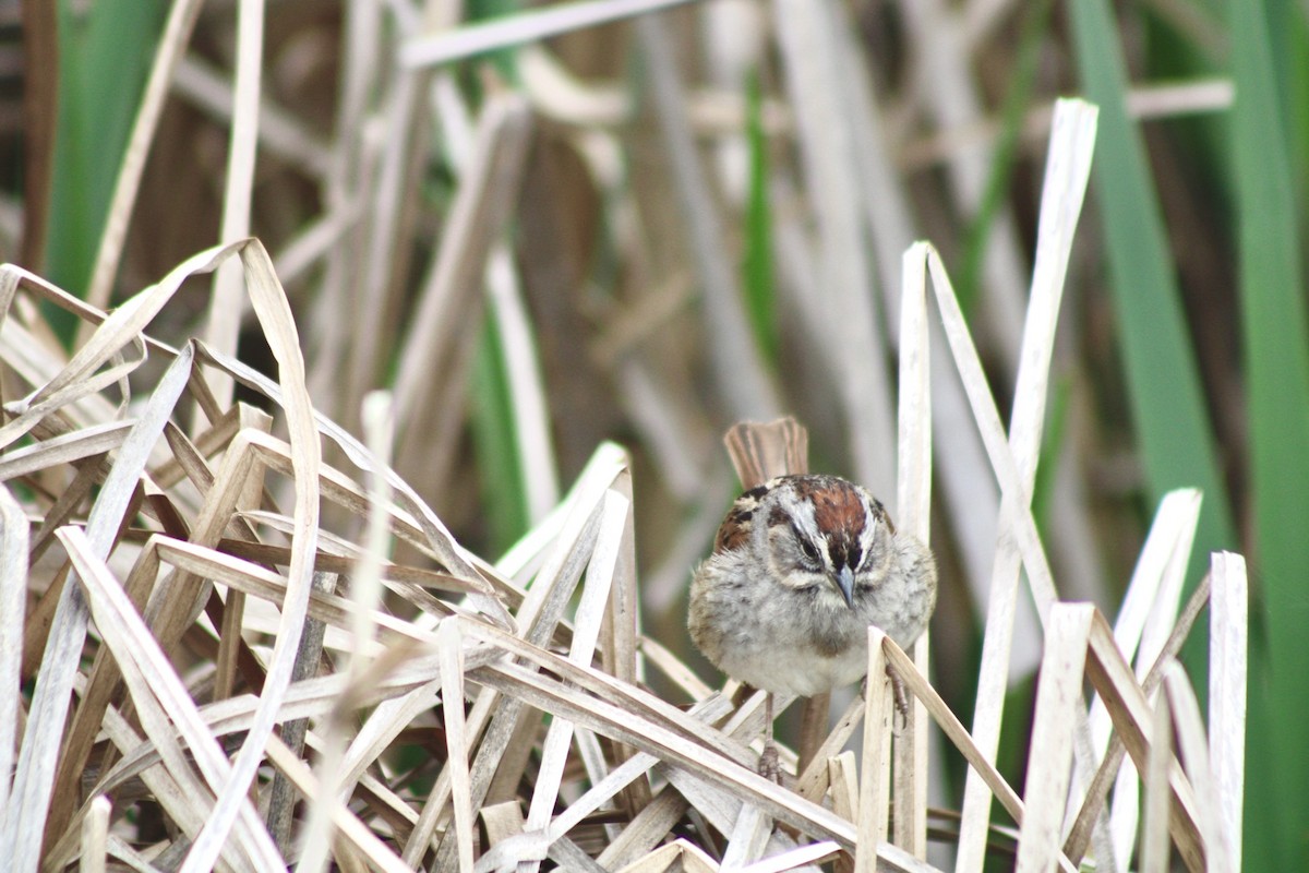 Swamp Sparrow - ML636104555
