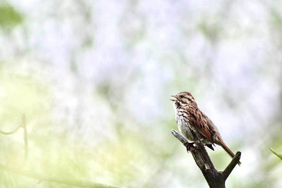 Song Sparrow - ML636104567