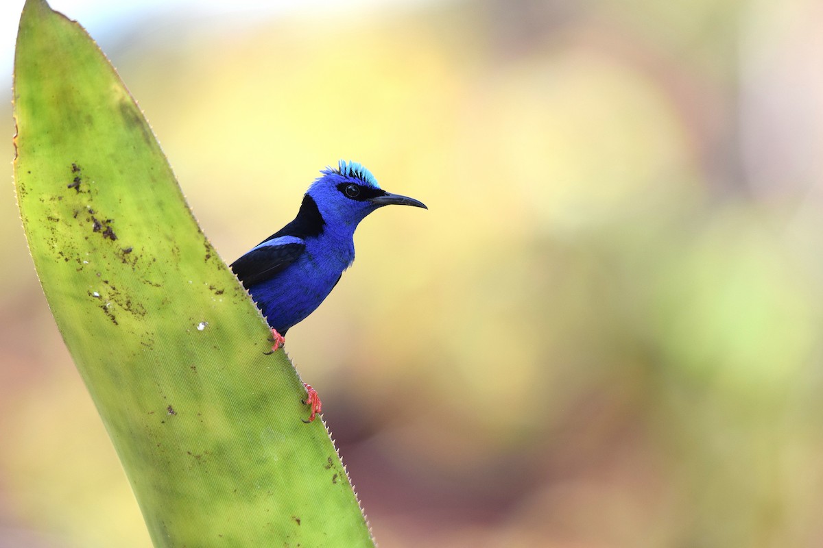 Red-legged Honeycreeper - ML636104581