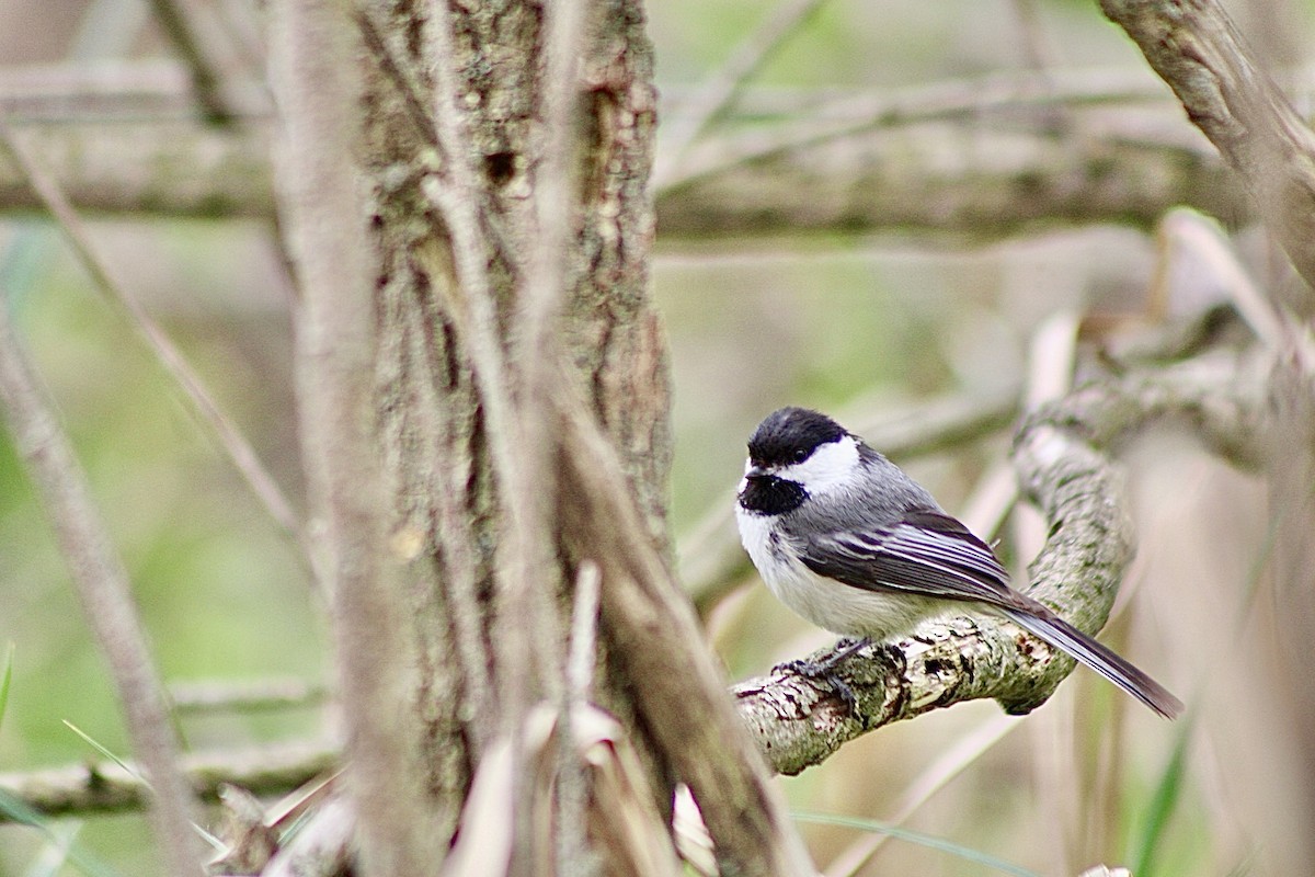 Black-capped Chickadee - ML636104633