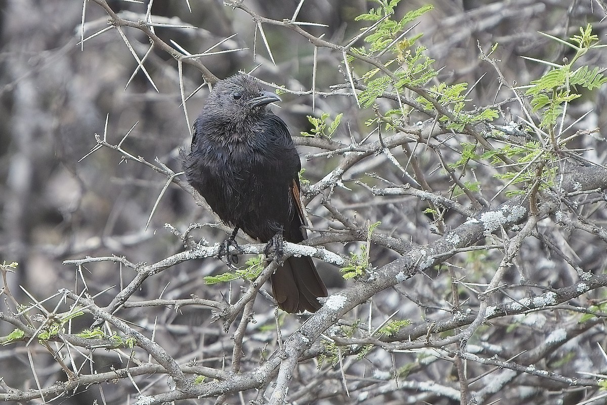 Tristram's Starling - ML636104664
