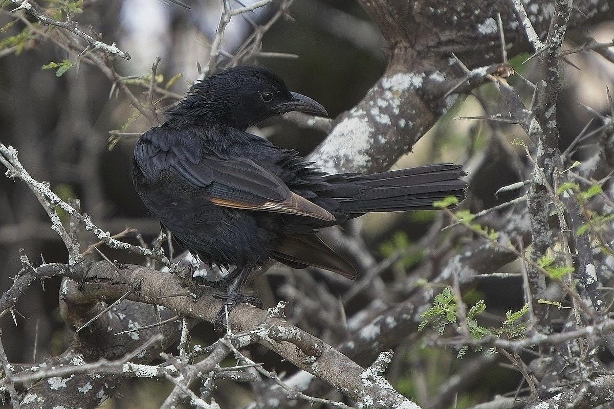 Tristram's Starling - ML636104708