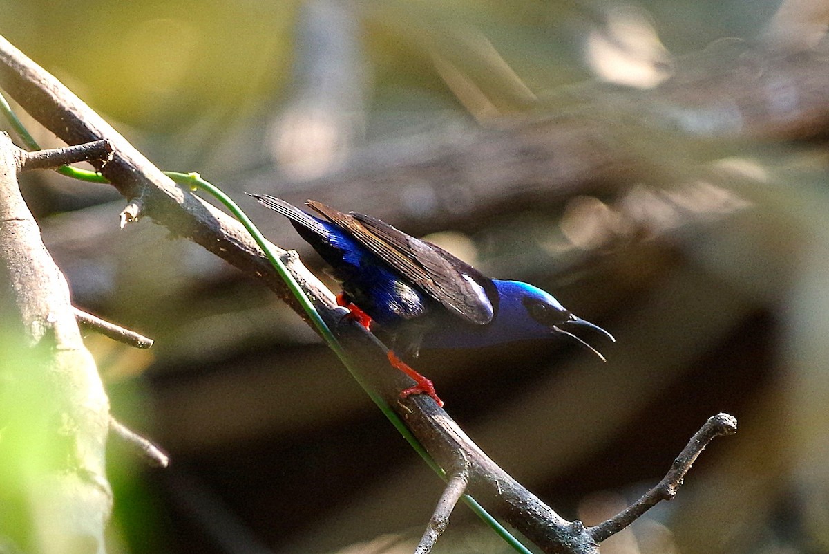 Red-legged Honeycreeper - ML636104713