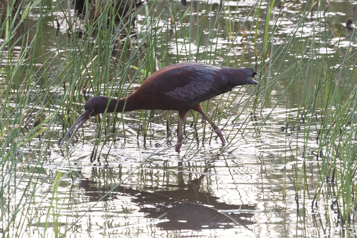 White-faced Ibis - ML636104723