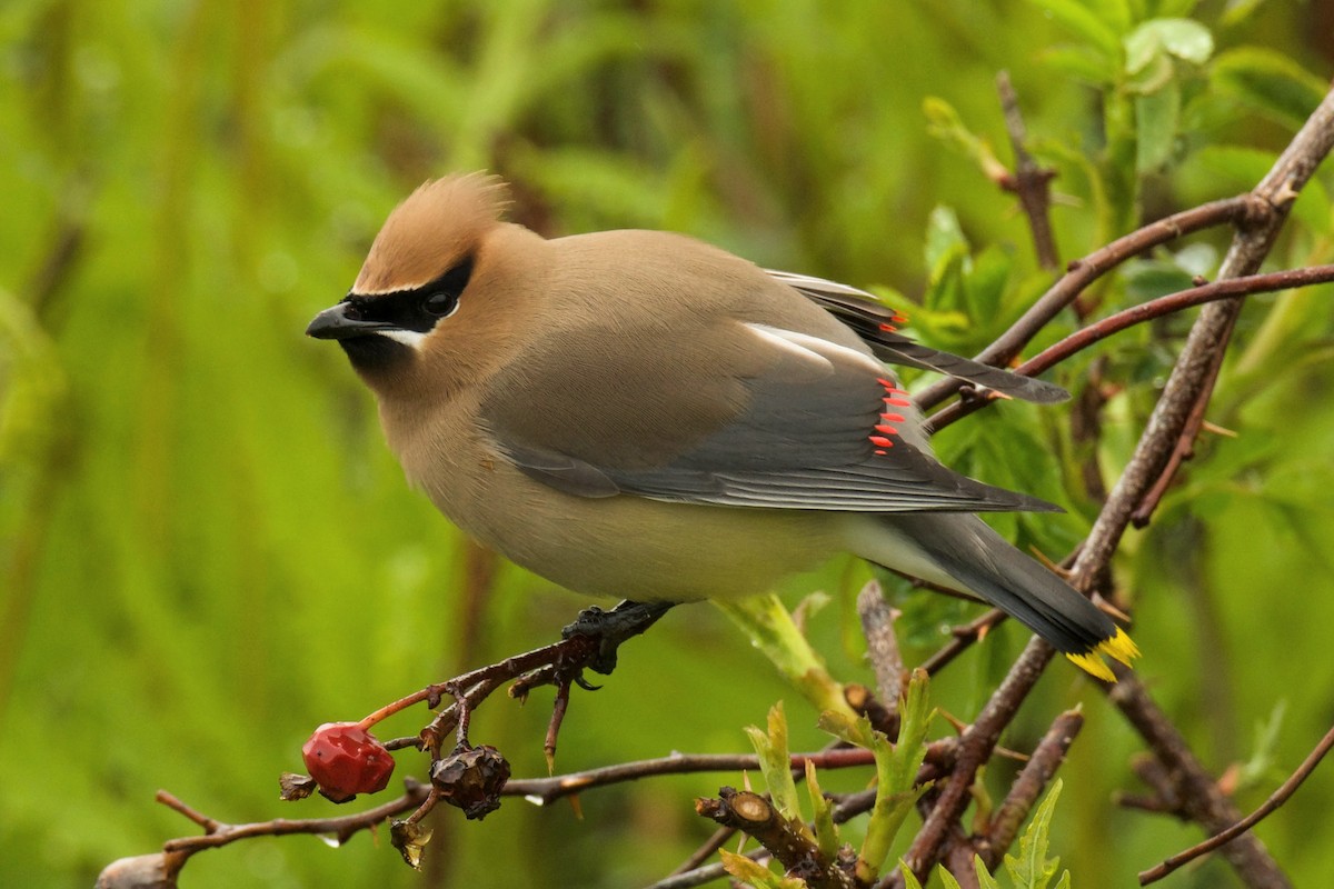 Cedar Waxwing - ML636104803