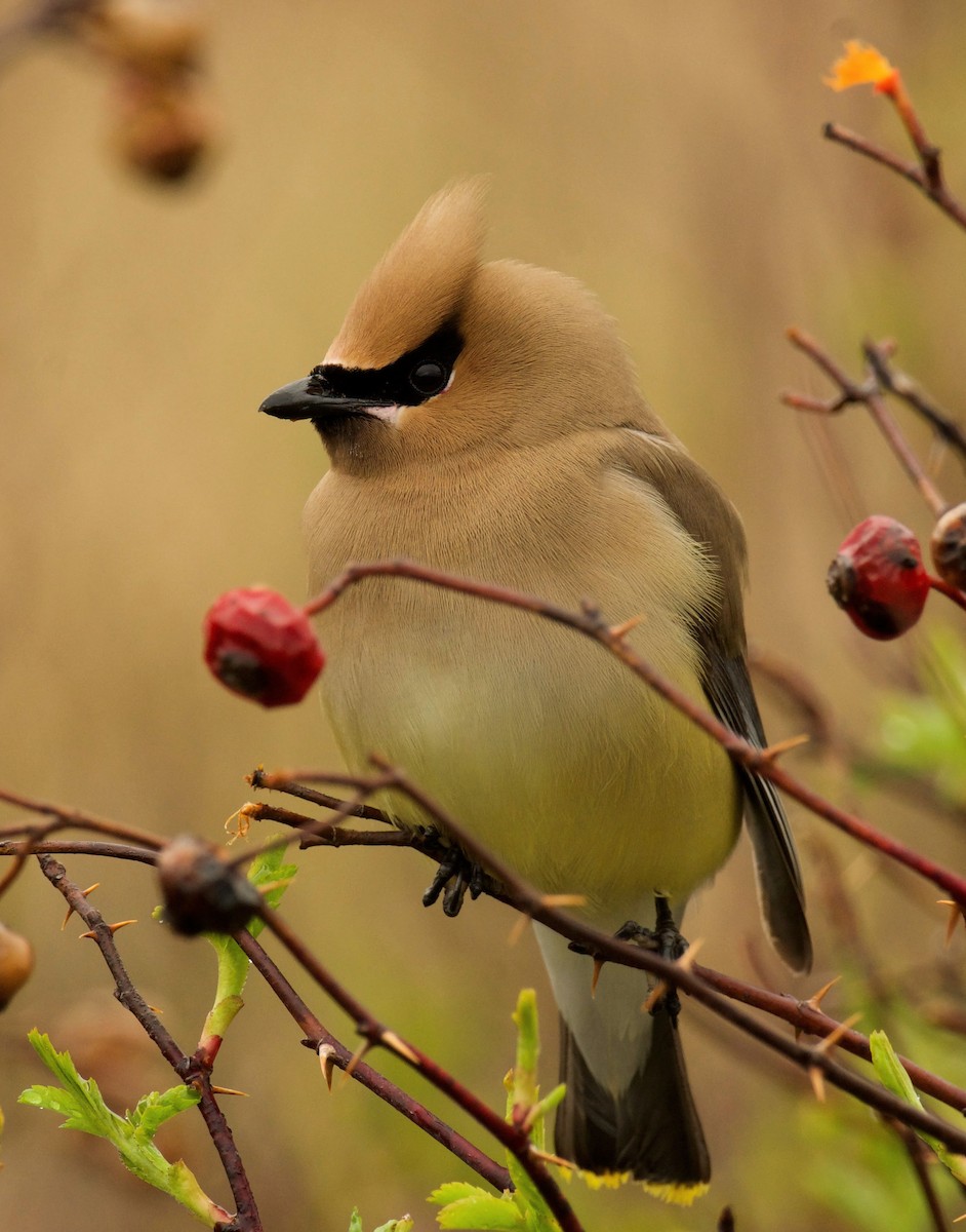 Cedar Waxwing - ML636104807