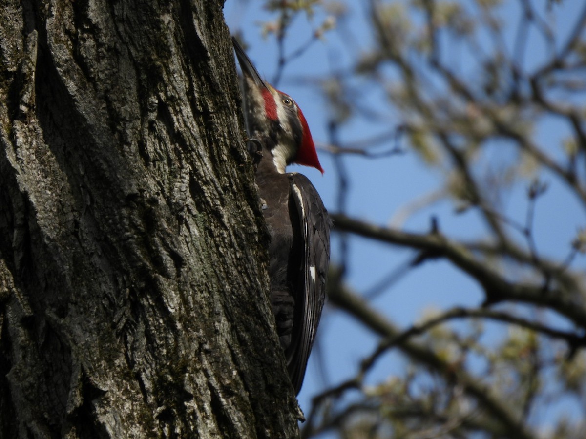 Pileated Woodpecker - ML636104833